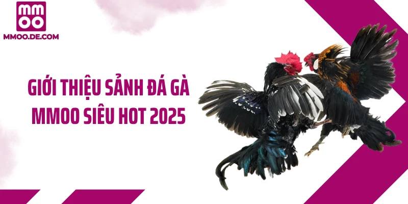 Giới thiệu sảnh đá gà MMOO siêu hot 2025