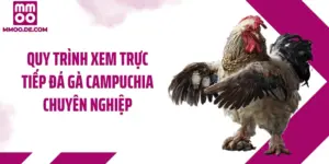 Trực Tiếp Đá Gà Campuchia Cùng MMOO - Sới Đấu Chân Thực