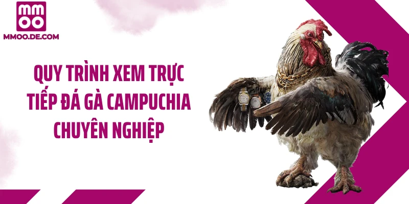Quy trình xem trực tiếp đá gà Campuchia chuyên nghiệp